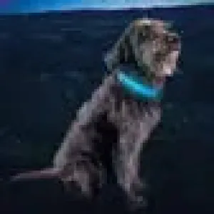 Nite Ize NiteDog Rechargeable LED Collar Cover Disc O