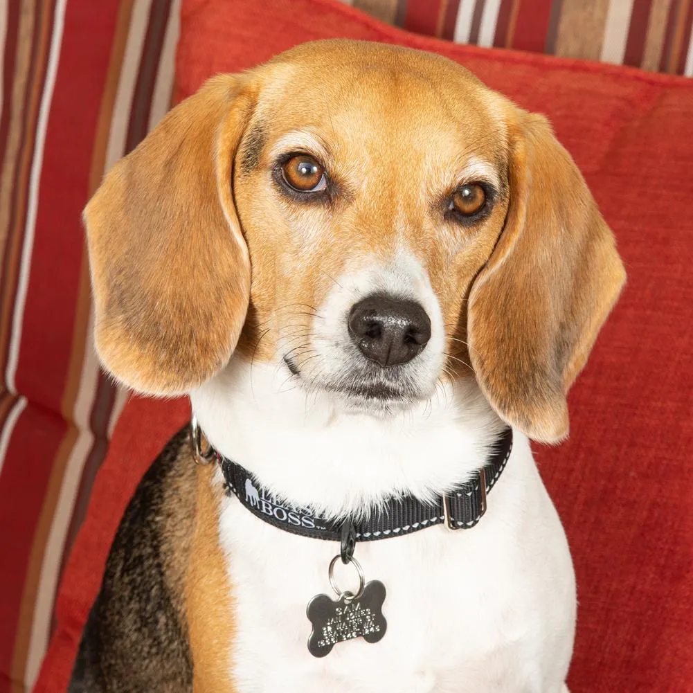 Reflective Dog Collar with Reflector Buckle