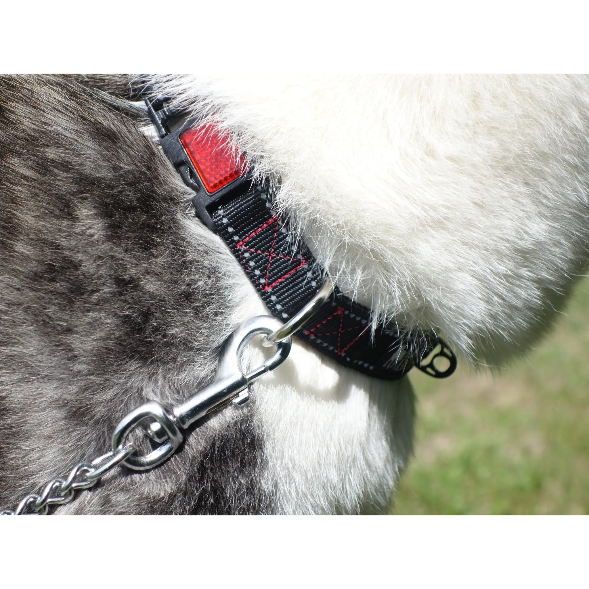 Reflective Dog Collar with Reflector Buckle