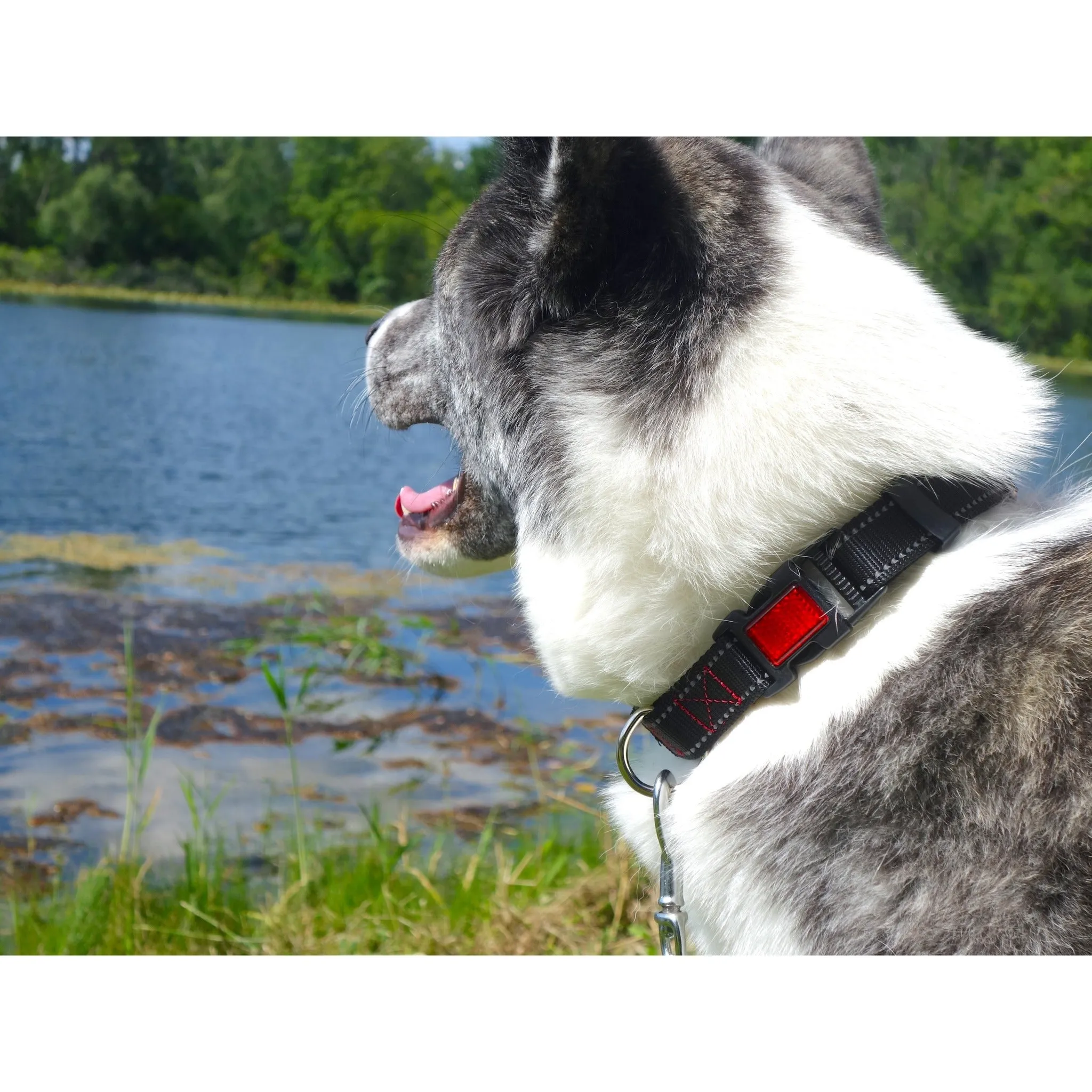 Reflective Dog Collar with Reflector Buckle